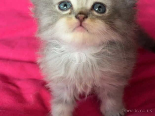 Persian kittens looking for loving homes for sale in Ashbourne, Derbyshire - Image 5