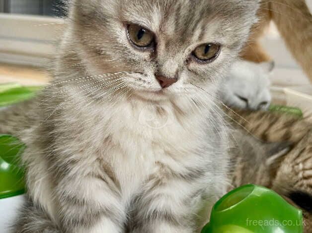 Persian kittens ready now for sale in Lanark, South Lanarkshire - Image 1