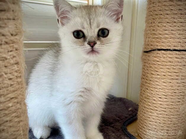 Persian kittens ready now for sale in Lanark, South Lanarkshire - Image 4