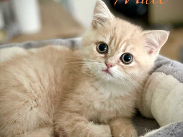 Persian kittens ready now for sale in Lanark, South Lanarkshire - Image 5