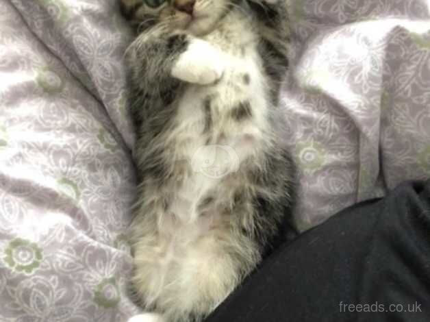 Persian tabby last one left for sale in Bolton, Greater Manchester