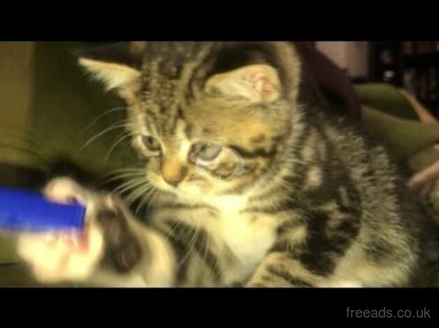 Persian tabby last one left for sale in Bolton, Greater Manchester - Image 2