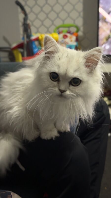 Persian white kitten and a Persian x ragdoll for sale in South Reddish, Greater Manchester