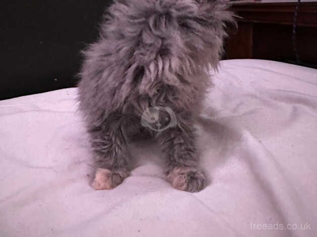 Pure bred Persian kitten for sale in Wandsworth, Wandsworth, Greater London - Image 1