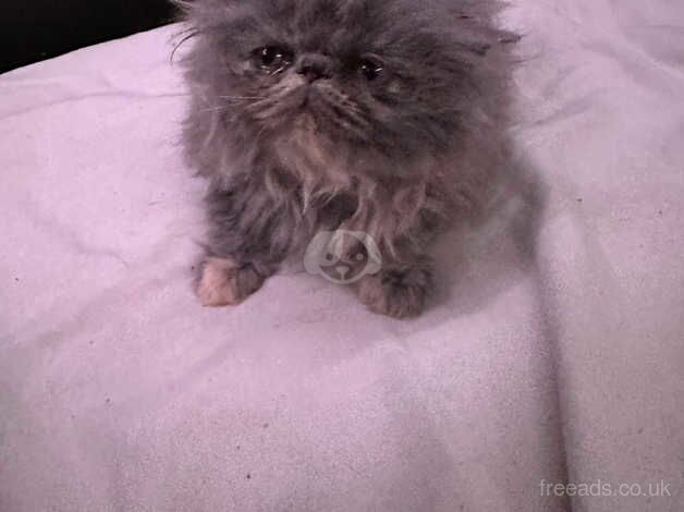 Pure bred Persian kitten for sale in Wandsworth, Wandsworth, Greater London - Image 2