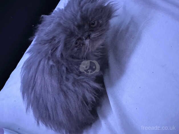 Pure bred Persian kitten for sale in Wandsworth, Wandsworth, Greater London - Image 3