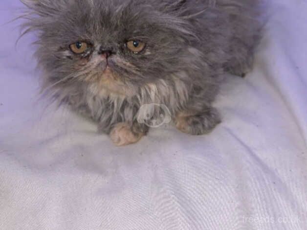 Pure bred Persian kitten for sale in Wandsworth, Wandsworth, Greater London - Image 4