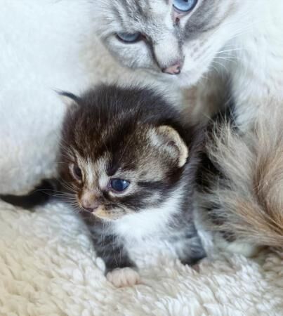 Persian cross ragdoll on sale