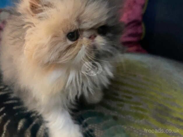 ***RESERVED **Beautiful dilute calico Persian female kitten for sale in Cardiff, Cardiff