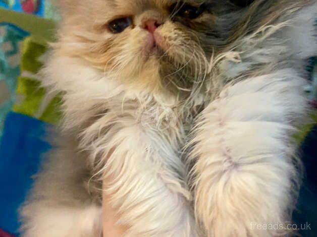 ***RESERVED **Beautiful dilute calico Persian female kitten for sale in Cardiff, Cardiff - Image 3