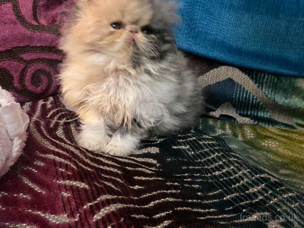 ***RESERVED **Beautiful dilute calico Persian female kitten for sale in Cardiff, Cardiff - Image 4