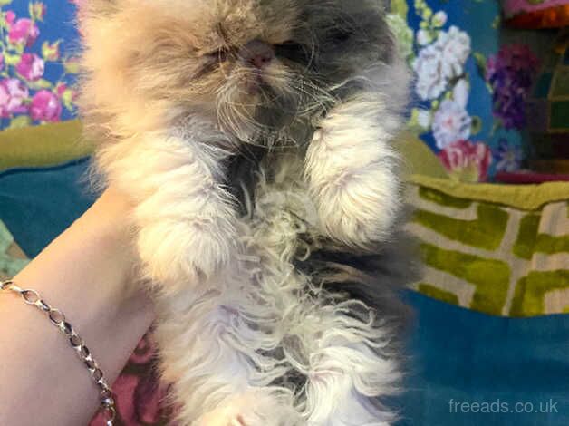 ***RESERVED **Beautiful dilute calico Persian female kitten for sale in Cardiff, Cardiff - Image 5