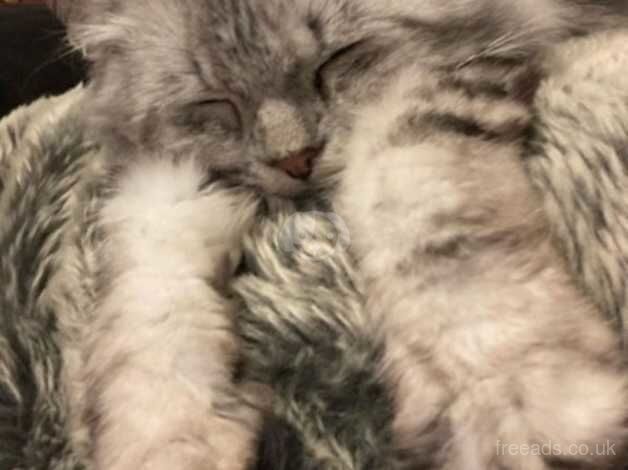 Silver Persian chinchilla cat for sale in Manchester, Greater Manchester - Image 4