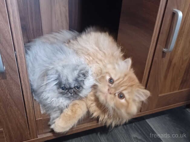 Smokey grey persian kitten for sale in Blackburn, Lancashire