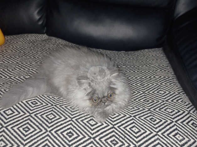 Smokey grey persian kitten for sale in Blackburn, Lancashire - Image 2