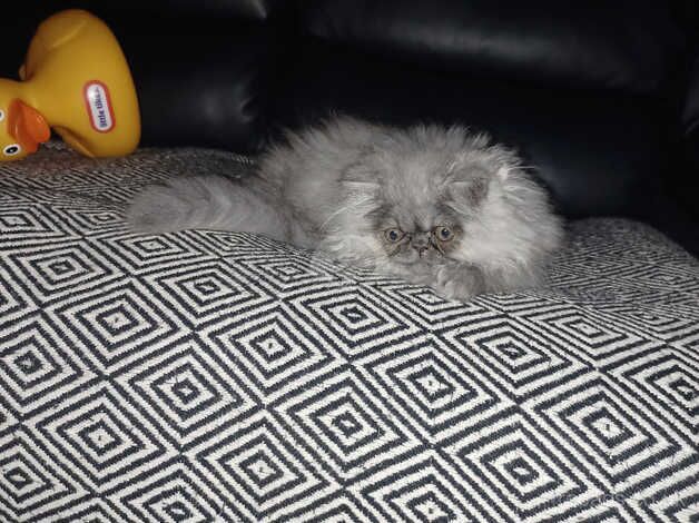 Smokey grey persian kitten for sale in Blackburn, Lancashire - Image 3