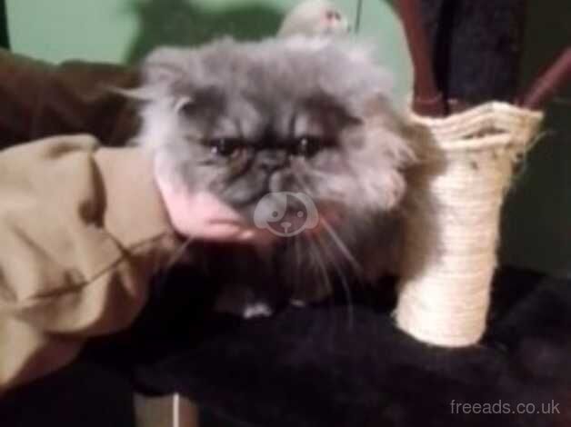 Smokey grey persian kitten for sale in Blackburn, Lancashire - Image 4