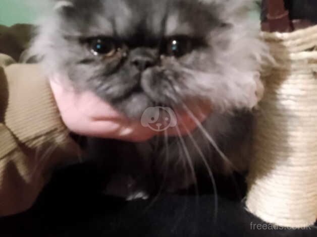 Smokey grey persian kitten for sale in Blackburn, Lancashire - Image 5