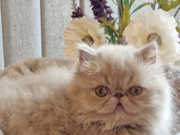 Stunning GCCF registered Lilac Kitten for sale in Hereford, Herefordshire