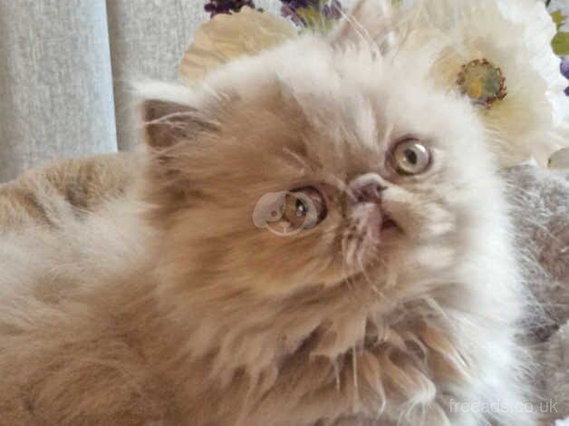 Stunning GCCF registered Lilac Kitten for sale in Hereford, Herefordshire - Image 2