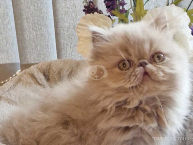 Stunning GCCF registered Lilac Kitten for sale in Hereford, Herefordshire - Image 3