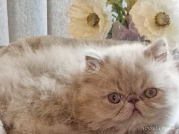 Stunning GCCF registered Lilac Kitten for sale in Hereford, Herefordshire - Image 4