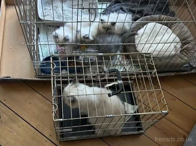 stunning kittens for sale in Halstead, Essex