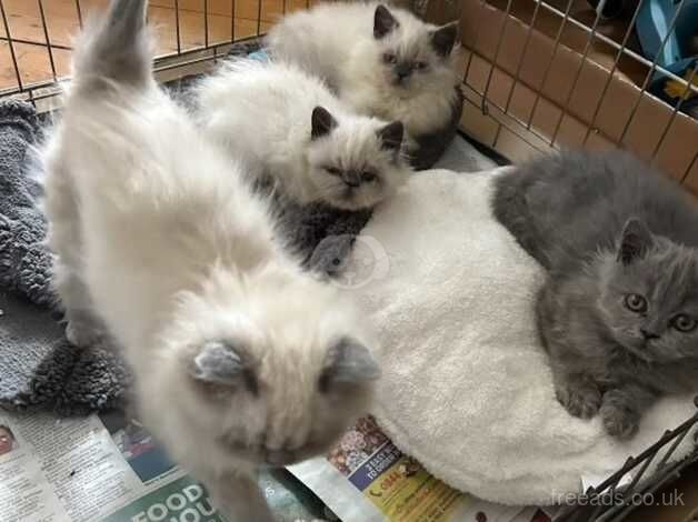 stunning kittens for sale in Halstead, Essex - Image 2