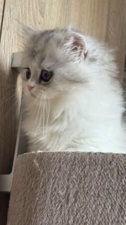 Stunning Persian Chinchilla kittens ready for their forever for sale in Derby, Derbyshire