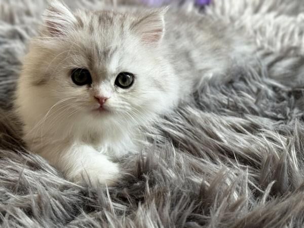 Stunning Persian Chinchilla kittens ready for their forever for sale in Derby, Derbyshire - Image 2