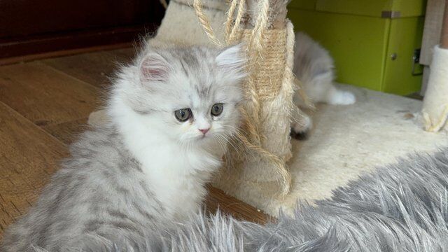 Stunning Persian Chinchilla kittens ready for their forever for sale in Derby, Derbyshire - Image 3