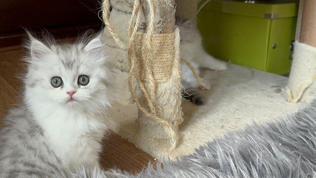 Stunning Persian Chinchilla kittens ready for their forever for sale in Derby, Derbyshire - Image 5