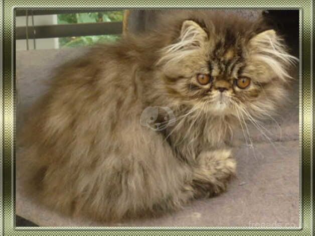 TICA Registered Persian Kittens For Sale