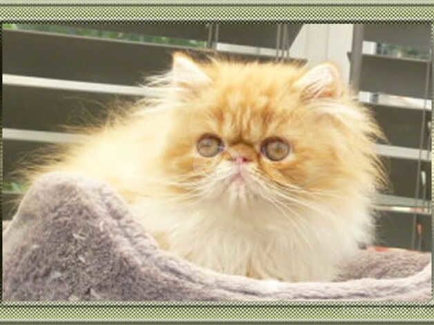 Stunning Pure Pedigree Registered Kittens for sale in Chippenham, Wiltshire - Image 3