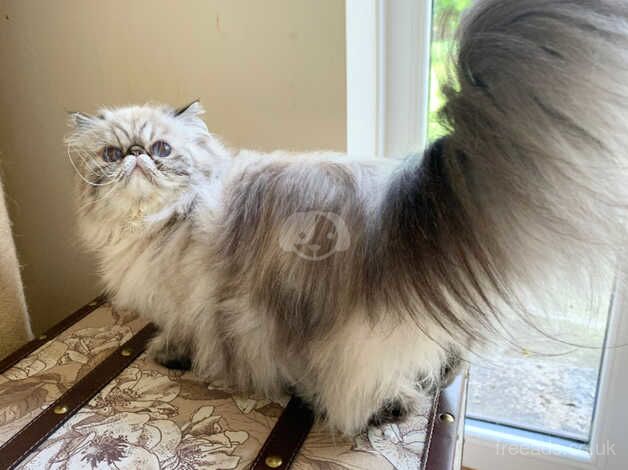 Stunning retired Persian young lady for sale in Altrincham, Greater Manchester