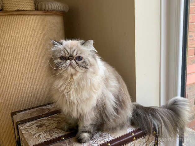 Stunning retired Persian young lady for sale in Altrincham, Greater Manchester - Image 3