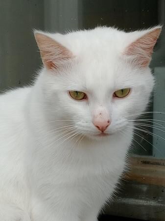 Super Friendly Persian X Ragdoll Cat for sale in Tairgwaith, Neath Port Talbot