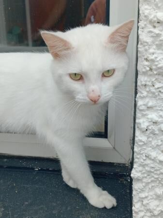 Super Friendly Persian X Ragdoll Cat for sale in Tairgwaith, Neath Port Talbot - Image 2