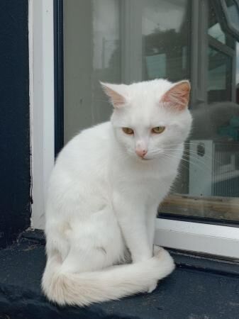 Super Friendly Persian X Ragdoll Cat for sale in Tairgwaith, Neath Port Talbot - Image 4