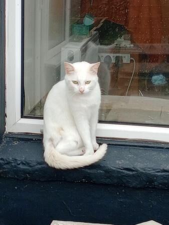 Super Friendly Persian X Ragdoll Cat for sale in Tairgwaith, Neath Port Talbot - Image 5