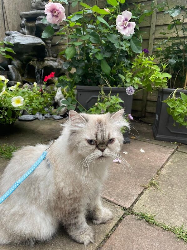 Two adult Persian girls looking for new home for sale in Beckenham, Bromley, Greater London