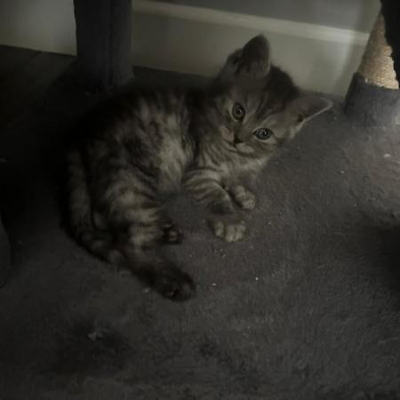 Two beautiful chinchilla Persian x doll face for sale in Wigston, Leicestershire - Image 2