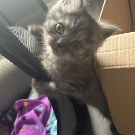 Two beautiful chinchilla Persian x doll face for sale in Wigston, Leicestershire - Image 3