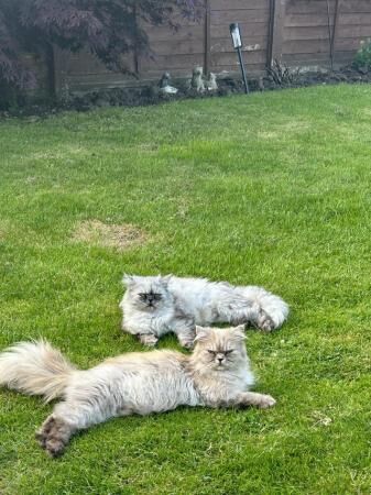 Two beautiful chinchilla Persian x doll face for sale in Wigston, Leicestershire - Image 5