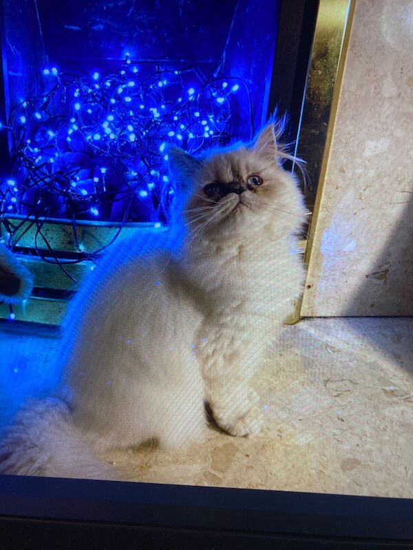 Two stunning colourpoint Persian girls for sale in Beckenham, Bromley, Greater London