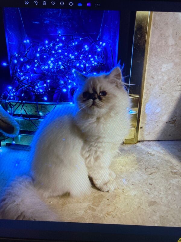 Two stunning colourpoint Persian girls for sale in Beckenham, Bromley, Greater London - Image 2