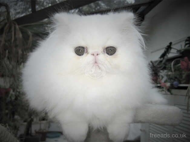 White Pedigree Persian for sale in Marlow, Herefordshire